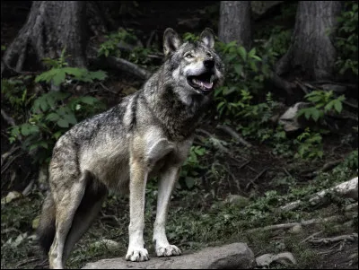 Quel poids peut atteindre un loup d'Amérique du Nord ?