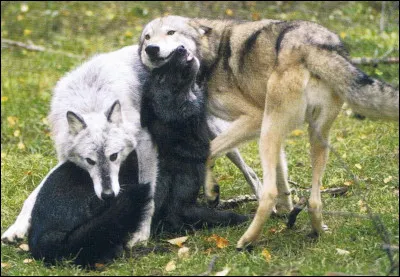 Quelle est la couleur du loup ?