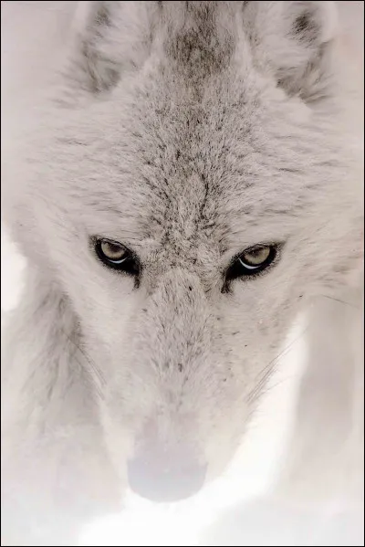 Combien de fois l'odorat du loup est-il plus sensible que celui de l'humain ?