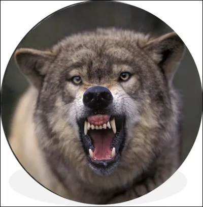 Quelle et la longueur des canines du loup ?