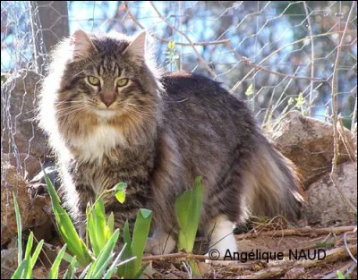 Aimes-tu combattre ?