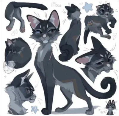 Pelage de Pierre sest blessé à lépaule, Nuage Bleu change de mentor, qui est-ce ?