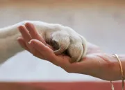Quiz Les animaux sont en danger