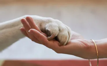 Quiz Animaux