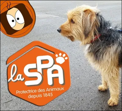 Quel est le nombre d'animaux adoptés à la SPA en France, en 2025 ?