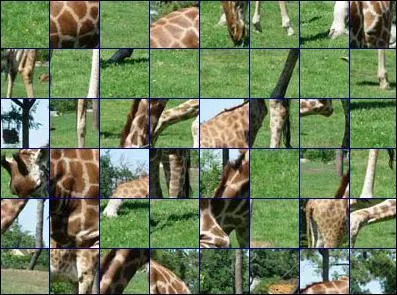 De quel animal s'agit-il ?