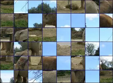 De quel animal s'agit-il ?