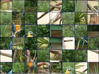 De quel animal s'agit-il ?