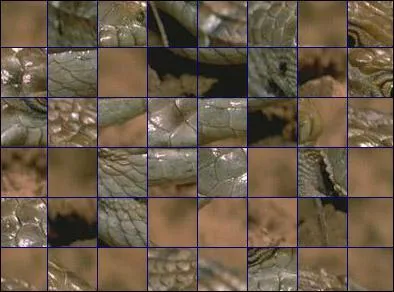 De quel animal s'agit-il ?