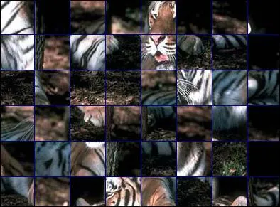 De quel animal s'agit-il ?