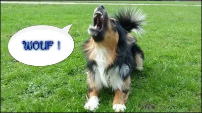 Quel mot emploie-t-on pour désigner un petit chien agressif aux aboiements incessants ?