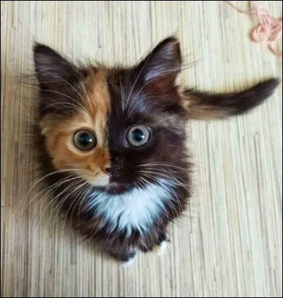 Noté ! Voudrais-tu avoir un visage de deux couleurs ?