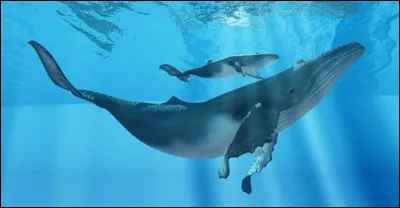 Vrai ou faux ?
Le cur d'une baleine bleue ne peut pas dépasser la masse de 100 kg.