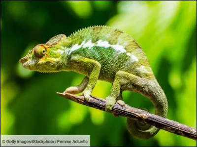 Vrai ou faux ?
La langue d'un caméléon peut être deux fois plus longue que son corps.