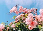 Test Laquelle de mes fleurs prfres es-tu ?