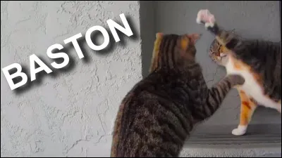 Avec qui se bagarre-t-il ?