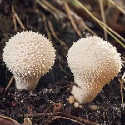 La vesse-de-loup est un champignon comestible.