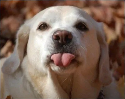 Qua sur la langue une personne qui zézaye ?