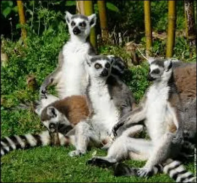 Comment appelle-t-on la science qui consiste à étudier le comportement des animaux dans leur milieu naturel ?