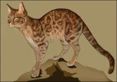 Dans le tome 6 du cycle 1, Étoile du Tigre, chef du Clan de l'Ombre, fait une alliance avec un autre clan, mais lequel ? Celui de...