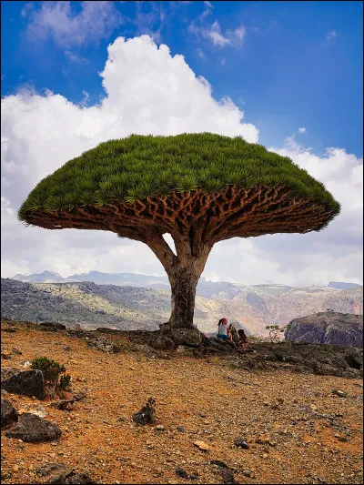 Comment s'appelle cet arbre endémique de l'île de Socotra ?