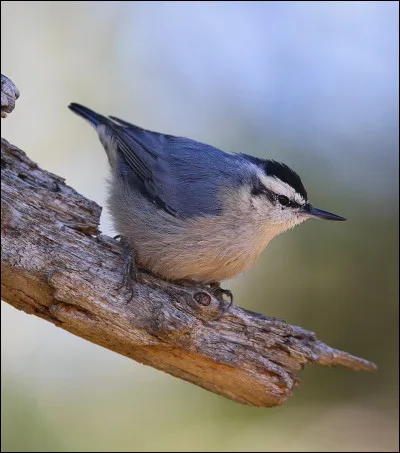 Cette espèce de sittelle est le seul oiseau endémique de France métropolitaine. Dans quelle région peut-on la trouver ?