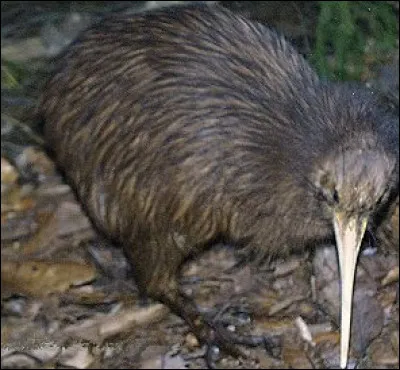 Autre oiseau atypique, de quel pays le kiwi est-il une espèce endémique ?