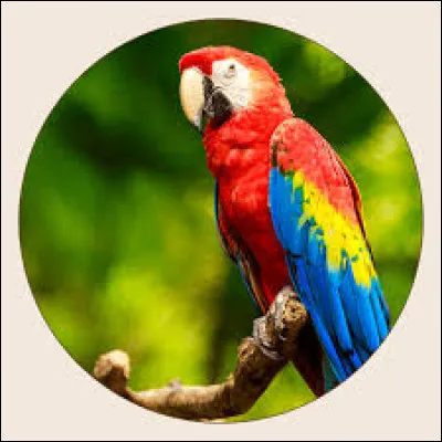 Dans la photo ci-dessus, de quel perroquet s'agit-il ?