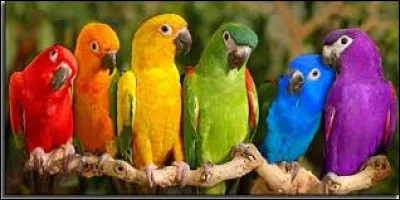 Quelle est l'espérance de vie moyenne d'un perroquet ?