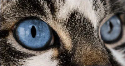 Tu as les yeux...