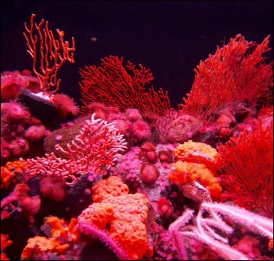 Le corail rouge est une plante aquatique.