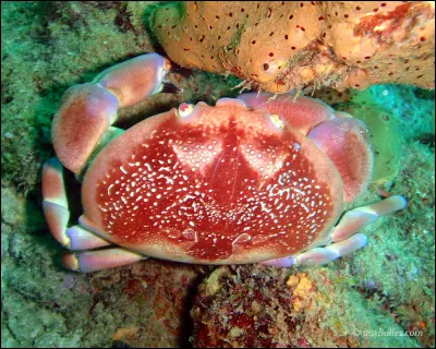 Le Crabe corail, &eacute;galement appel&eacute; Crabe bomb&eacute; antillais, n'est pas comestible.