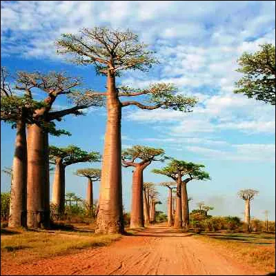 Quel infra-ordre de mammifères, représenté dans le cinéma danimation par King Julian, compte les indris et les makis ?