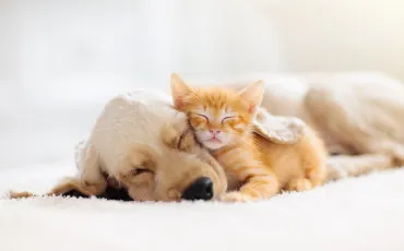 Quiz Animaux