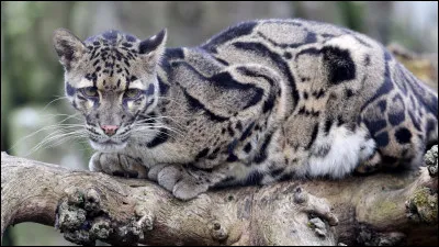 Quel est le nom de ce félidé que l'on peut rencontrer au Tibet si on a beaucoup de chance ?