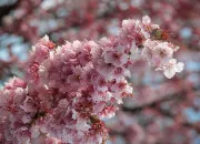 Test Quel serait ton nom japonais ?