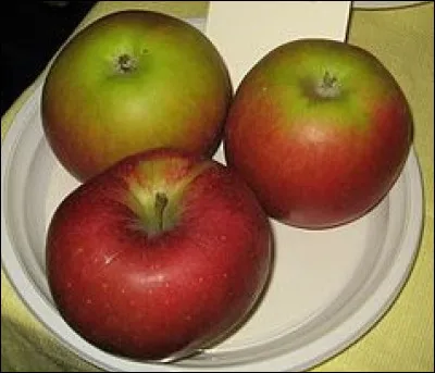 En chirurgie, quel nom donne-t-on à l'action de sonder une plaie ?