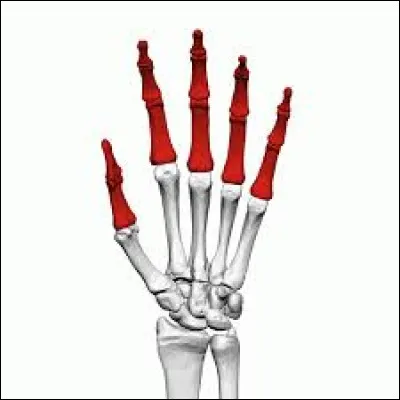 Combien de phalanges au total poss&egrave;de un humain ayant cinq doigts &agrave; chaque main ?