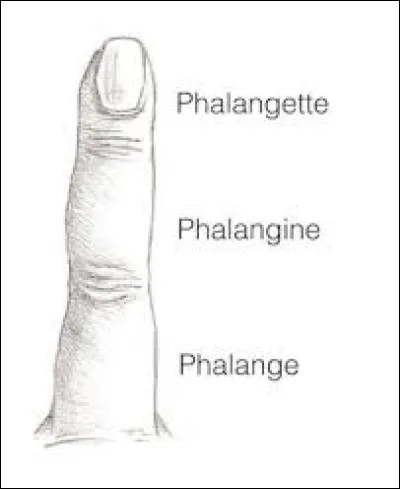 Que mesure t-on avec l'unit&eacute; phalangette en g&eacute;n&eacute;ral ?