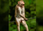 Test Quel animal te ressemble ?