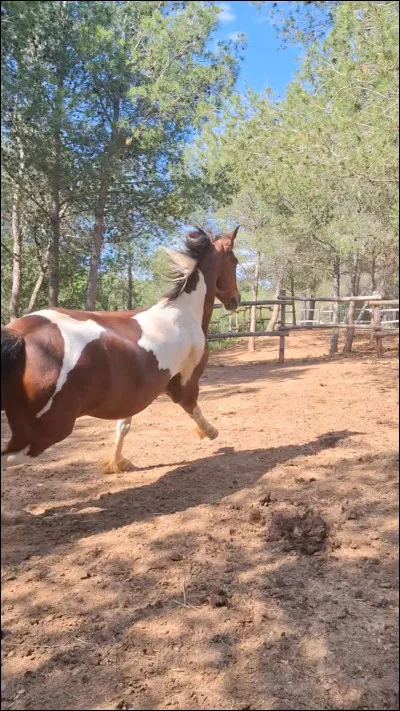 Quel sport fais-tu ? Partie 1