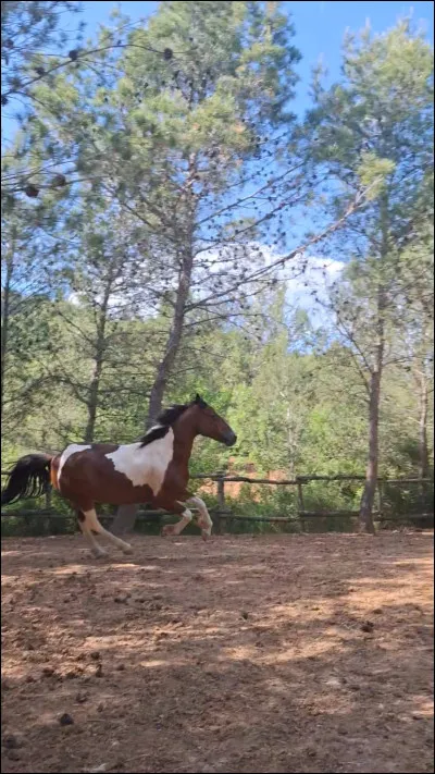 Quel sport fais-tu ? Partie 2