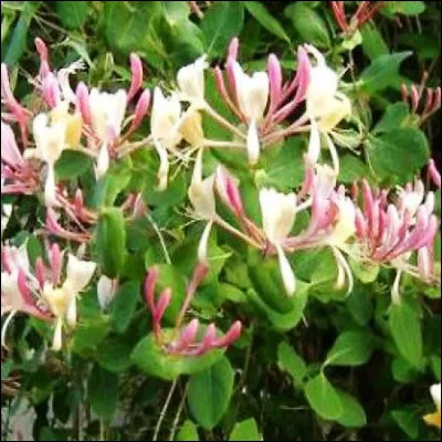 Quelle plante, fréquente dans les lisières et les haies, très appréciée des papillons, est parfois appelée camérisier ?