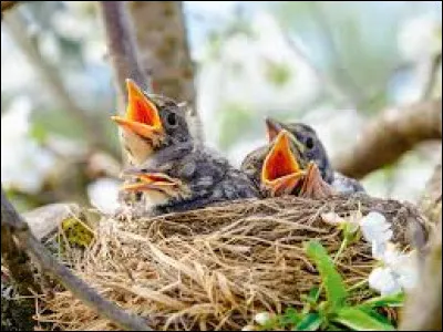 En 1952, dans cette propriété de Seine-et-Oise (78), où Charles Trenet ira-t-il manger des framboises ?