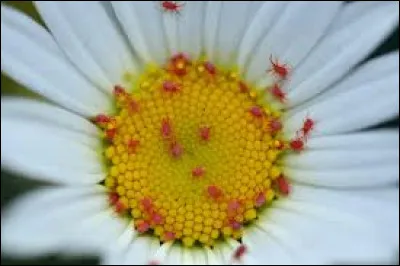 L'aoûtat possède 6 pattes.