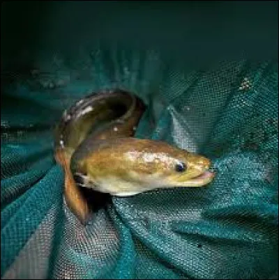 L'anguille est un animal qui fait partie des poissons.