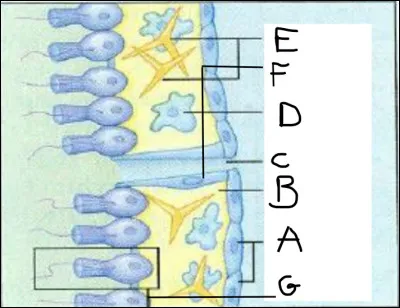 Compléter le schéma.