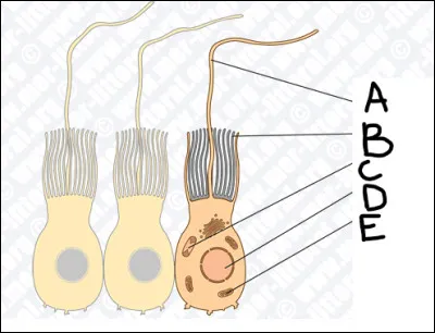 Compléter le schéma suivant :