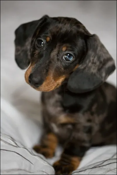 Quelle est cette race de chien ?