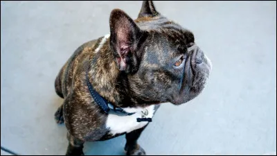 Quelle est cette race de chien ?